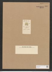 Denticula frigida var. capitata Brun. (de-Toni-Nr.: Genus 49, Species 2197) Zeichnungen Sammlung Grunow Nr. 4594 (NHMW-BOT-W0372612)